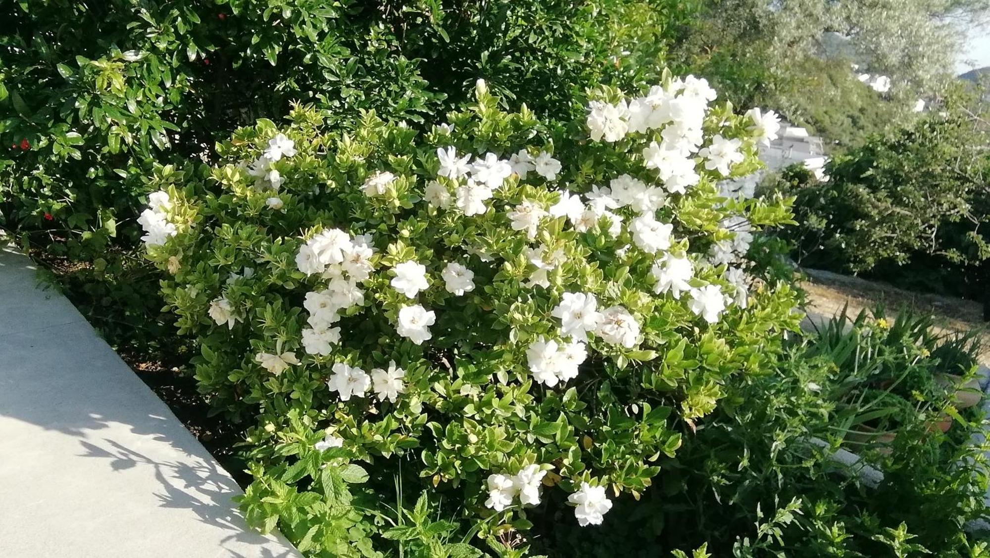Villa Galanos Nikiana Dış mekan fotoğraf